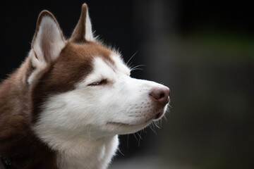 siberian husky dog satisfaced