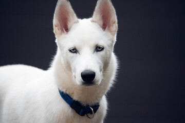 portrait of a white husky  suspecting