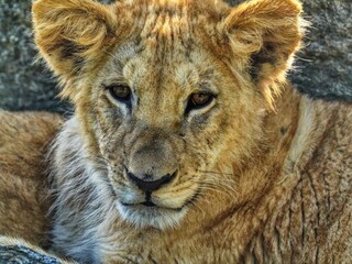 portrait of a lion cub