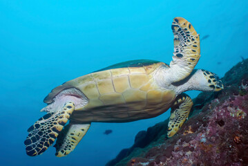 Sea turtle (Eretmochelys imbricata) swimming close to the reef