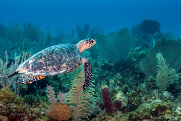 Sea Turtle swimming in a beautiful and healthy Caribbean coral