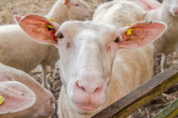 Face of a mother sheep in spring