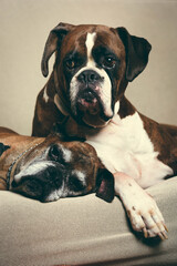 two boxer friends 