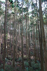 間伐された杉林
