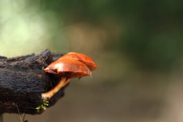 mushrooms on a log