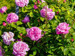 pink rose bush