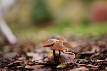 mushroom in the forest