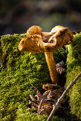 Grzyb w leśnym mchu © Rafal Kot