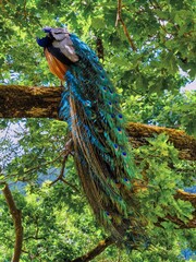 Naklejka premium peacock in the forest