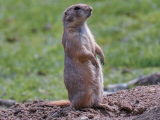 prairie dog on the ground