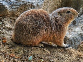 prairie dog on the ground