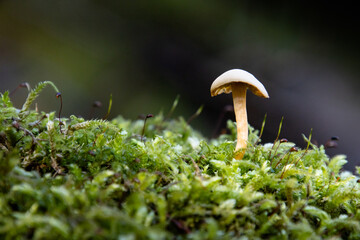 Grzyb w leśnym mchu © Rafal Kot