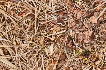 The gray grass is covered with frost. View from above. Grass pattern