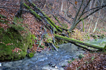 Zamszone drzewa nad lesnym strumieniem © Rafal Kot