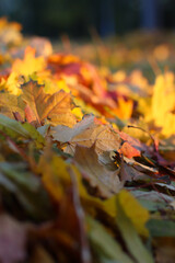 autumn leaves on the ground