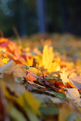 autumn leaves on the ground