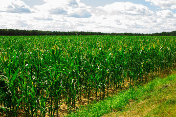 landscape with corn field and cumulus clouds against blue sky