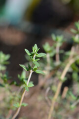Faustini thyme