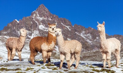 llama or lama, group of lamas on pastureland © Daniel Prudek