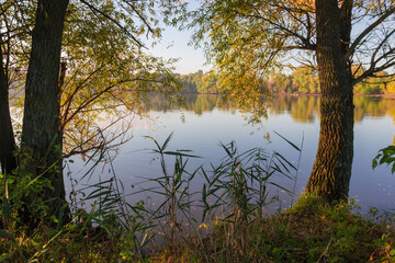 Shore of the pond with old willows in morning autumn