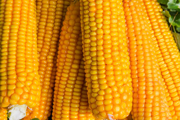 Ripe corn ears on a small pile, fragment close-up