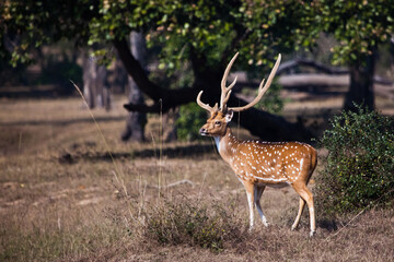 beautiful deer male Axis axis with branched antlers proudly stands in a clearing consecrated by the...