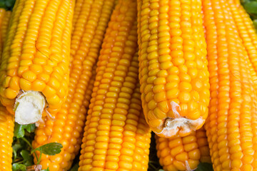 Ripe corn ears on a small pile, fragment close-up