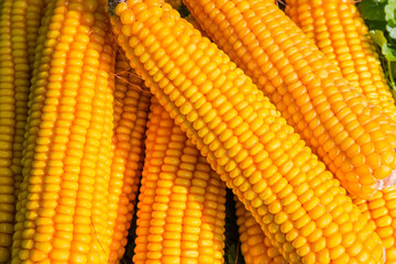 Ripe corn ears on a small pile, fragment close-up