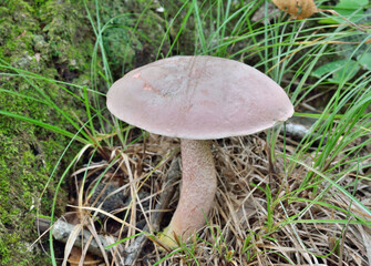 Edible mushroom (Leccinum chromapes)