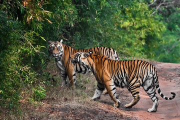 Fototapeta na wymiar Two Bengal tigers in the park Bandhavgarh india. powerful big cats - brothers on a background of green jungle