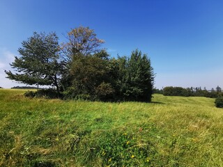 trees in the meadow