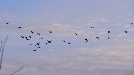 Flock of birds flying in the cloudy blue sky, England