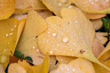 Colorful gingko leaves in autumn and fall shine bright after the rain with sparkling raindrops in orange, red and yellow colors as beautiful side of nature in indian summer rain shower