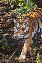 The red tiger comes out of the dark thicket of the forest. kanha. India. Close-up of the muzzle and paw a step forward towards you.