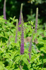 Iranian germander