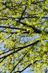 Common hornbeam