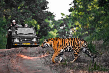 A tiger crosses the road in front of a jeep. Bandhavgarh park, india - 392840968