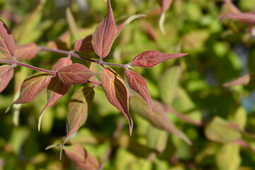 Obraz premium Beauty bush