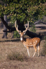 Naklejka na ściany i meble majestic Axis deer in a clearing in front of Bandhavgarh trees. India.