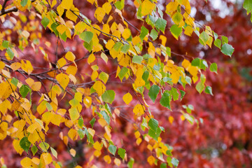 Birch branch with autumn leaves against the oak tree, background