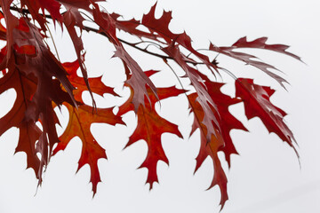 Autumn red oak leaves close-up against the cloudy sky