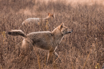 Male and female jackals in tall grass. Kanha, India.