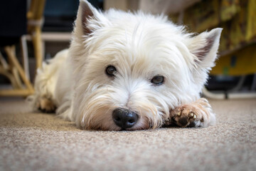 West highland white Terrier lying on the carpet. Close up.