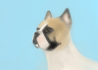 French bulldog portrait illustration
