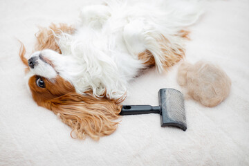 Dog pet Cavalier King Charles Spaniel is basking on the bed after brushing with an animal brush....
