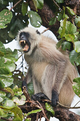Toothy male Kangha langur monkey, India.