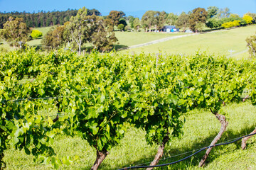 Fototapeta na wymiar Yarra Valley Vineyard in Australia