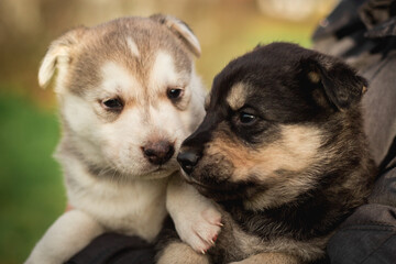 Naklejka na ściany i meble Close up portrait of two small husky puppies. A person holds small puppies in the hands. sleepy husky puppies. image for veterinary clinics, sites about dogs
