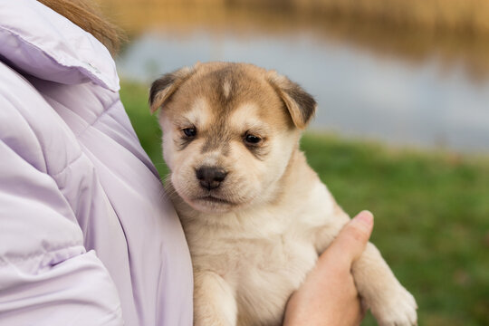 Close up portrait of a small yellow husky puppy. A person holds a small puppy in the hands. sleepy husky puppy. image for veterinary clinics, sites about dogs
