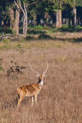 Naklejka na ściany i meble Beautiful big horned deer Axis Kanha, India. on background of grass.